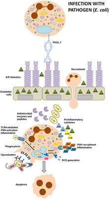 Manipulation of Neutrophils by Porphyromonas gingivalis in the Development of Periodontitis